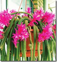  (Aporocactus)