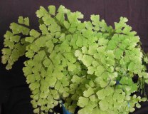Adiantum raddianum