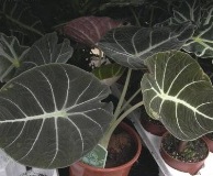 , Alocasia