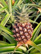 Ananas